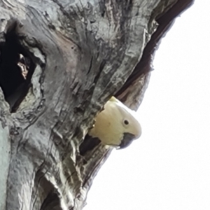 Cacatua galerita at O'Malley, ACT - 7 Nov 2021 03:38 PM