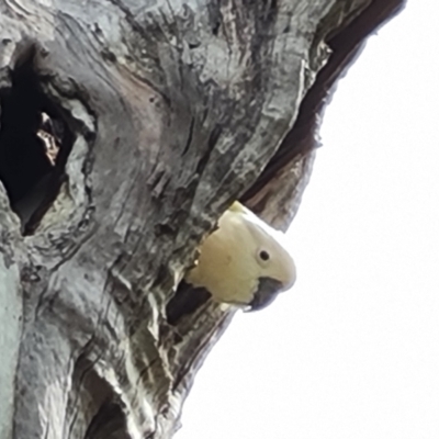 Cacatua galerita (Sulphur-crested Cockatoo) at O'Malley, ACT - 7 Nov 2021 by Mike