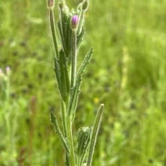 Epilobium billardiereanum (Willowherb) at Hackett, ACT - 5 Nov 2021 by JaneR