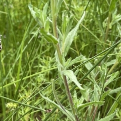 Epilobium billardiereanum at Hackett, ACT - 5 Nov 2021