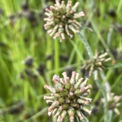 Euchiton japonicus (Creeping Cudweed) at Hackett, ACT - 5 Nov 2021 by JaneR