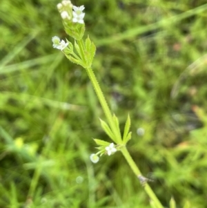 Galium aparine at Hackett, ACT - 5 Nov 2021 02:46 PM