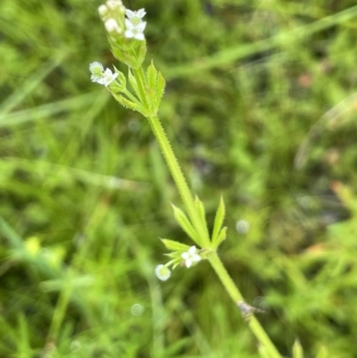 Galium aparine (Goosegrass, Cleavers) at Hackett, ACT - 5 Nov 2021 by JaneR