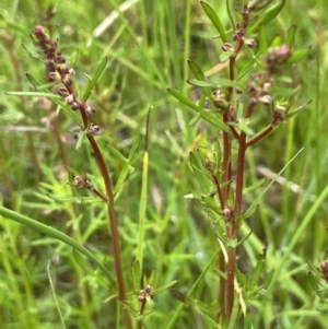 Haloragis heterophylla at Hackett, ACT - 5 Nov 2021