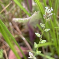 Myosotis laxa subsp. caespitosa (Water Forget-me-not) at Mount Ainslie - 5 Nov 2021 by JaneR