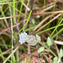 Myosotis laxa subsp. caespitosa at Hackett, ACT - 5 Nov 2021