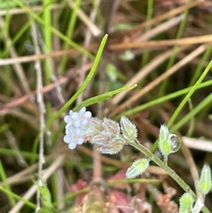 Myosotis laxa subsp. caespitosa at Hackett, ACT - 5 Nov 2021