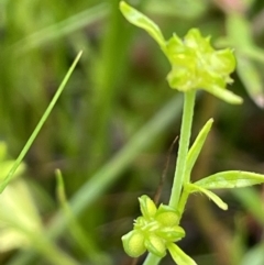 Ranunculus sessiliflorus var. sessiliflorus (Small-flowered Buttercup) at Hackett, ACT - 5 Nov 2021 by JaneR