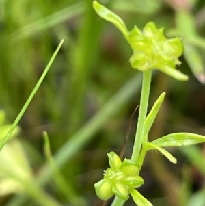 Ranunculus sessiliflorus var. sessiliflorus at Hackett, ACT - 5 Nov 2021