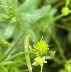 Ranunculus sessiliflorus var. sessiliflorus at Hackett, ACT - 5 Nov 2021