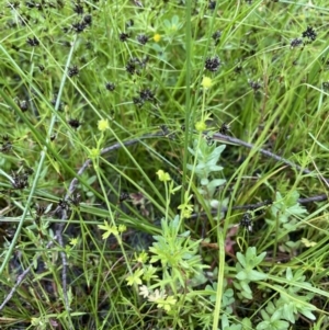 Ranunculus sessiliflorus var. sessiliflorus at Hackett, ACT - 5 Nov 2021