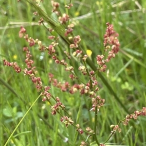 Rumex sp. at Hackett, ACT - 5 Nov 2021