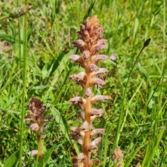 Orobanche minor (Broomrape) at O'Malley, ACT - 7 Nov 2021 by Mike