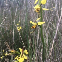 Diuris sulphurea (Tiger Orchid) at Wamboin, NSW - 7 Nov 2021 by dgb900