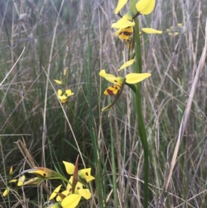 Diuris sulphurea at Wamboin, NSW - 7 Nov 2021