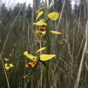 Diuris sulphurea at Wamboin, NSW - 7 Nov 2021