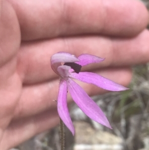 Caladenia congesta at Acton, ACT - suppressed