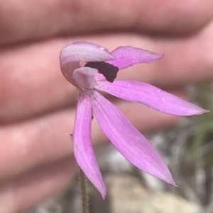 Caladenia congesta at Acton, ACT - suppressed