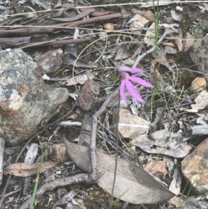 Caladenia congesta at Acton, ACT - suppressed