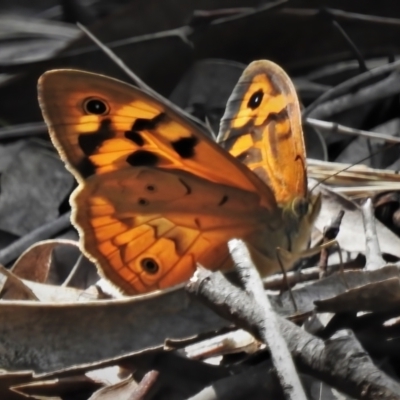 Heteronympha merope (Common Brown Butterfly) at Coree, ACT - 7 Nov 2021 by JohnBundock