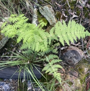 Histiopteris incisa at Campbell, ACT - suppressed