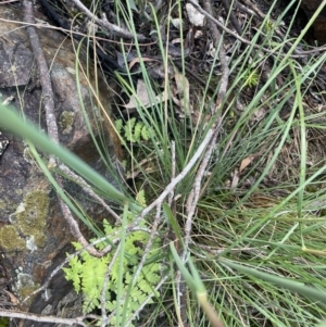 Histiopteris incisa at Campbell, ACT - suppressed