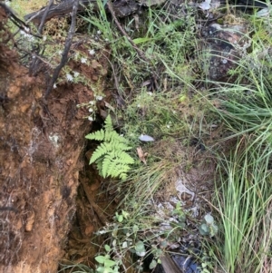 Histiopteris incisa at Campbell, ACT - suppressed