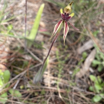 Caladenia actensis (Canberra Spider Orchid) by Rebeccaryanactgov