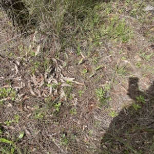 Caladenia actensis at suppressed - 15 Oct 2021