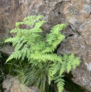 Histiopteris incisa at Campbell, ACT - suppressed