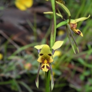 Diuris sulphurea at Coree, ACT - 7 Nov 2021