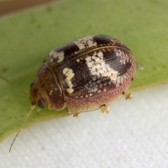 Paropsisterna sp. ("Ch11" of DeLittle 1979) (A leaf beetle) at Hawker, ACT - 30 Oct 2021 by AlisonMilton