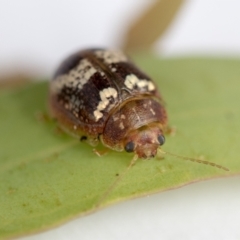 Paropsisterna sp. ("Ch11" of DeLittle 1979) at Hawker, ACT - 30 Oct 2021