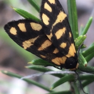 Asura lydia at Molonglo Valley, ACT - 6 Nov 2021