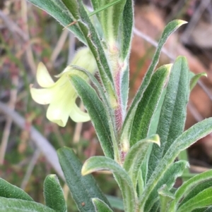 Billardiera scandens at Acton, ACT - 6 Nov 2021