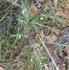 Billardiera scandens at Acton, ACT - 6 Nov 2021