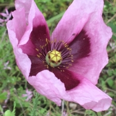 Papaver somniferum subsp. setigerum (Opium Poppy) at Lake George, NSW - 7 Nov 2021 by Ned_Johnston