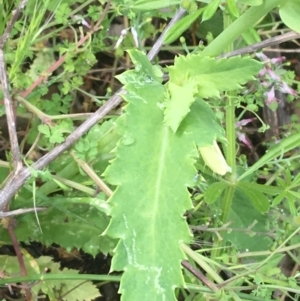 Papaver somniferum subsp. setigerum at Lake George, NSW - 7 Nov 2021