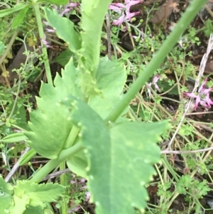 Papaver somniferum subsp. setigerum at Lake George, NSW - 7 Nov 2021