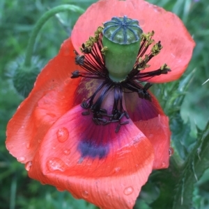 Papaver dubium at Lake George, NSW - 7 Nov 2021