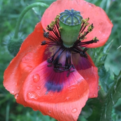 Papaver dubium (Longhead Poppy) at Lake George, NSW - 7 Nov 2021 by NedJohnston
