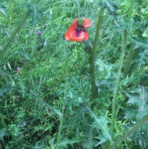 Papaver dubium at Lake George, NSW - 7 Nov 2021