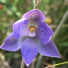 Thelymitra simulata (Graceful Sun-orchid) at Acton, ACT - 7 Nov 2021 by Ned_Johnston