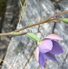 Thelymitra simulata at Acton, ACT - 7 Nov 2021