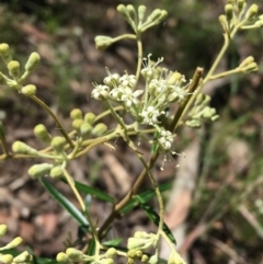 Astrotricha ledifolia (Common Star-hair) at Acton, ACT - 7 Nov 2021 by NedJohnston