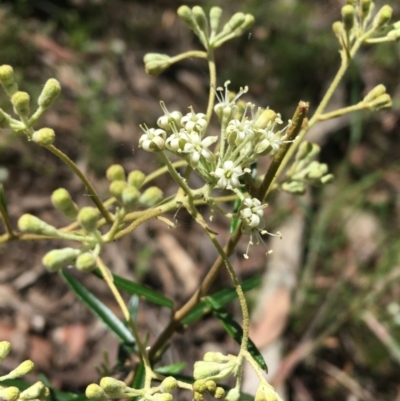 Astrotricha ledifolia (Common Star-hair) at Acton, ACT - 7 Nov 2021 by Ned_Johnston