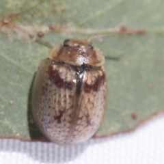 Paropsisterna laesa species complex (Laesa leaf beetle) at Scullin, ACT - 13 Feb 2021 by AlisonMilton