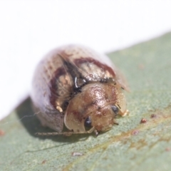 Paropsisterna laesa species complex at Scullin, ACT - 13 Feb 2021 11:25 AM