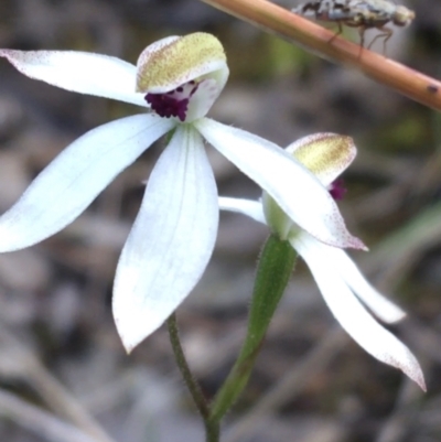 Caladenia cucullata (Lemon Caps) at Acton, ACT - 7 Nov 2021 by Ned_Johnston