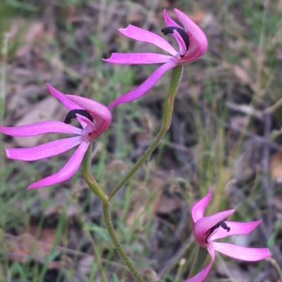 Caladenia congesta (Pink Caps) at Acton, ACT - 7 Nov 2021 by Ned_Johnston